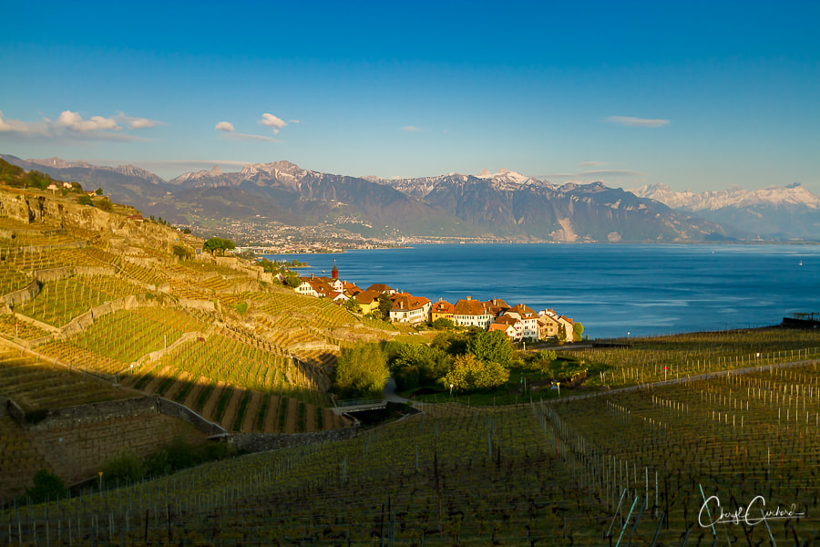 swiss-pekin-song_2_orig